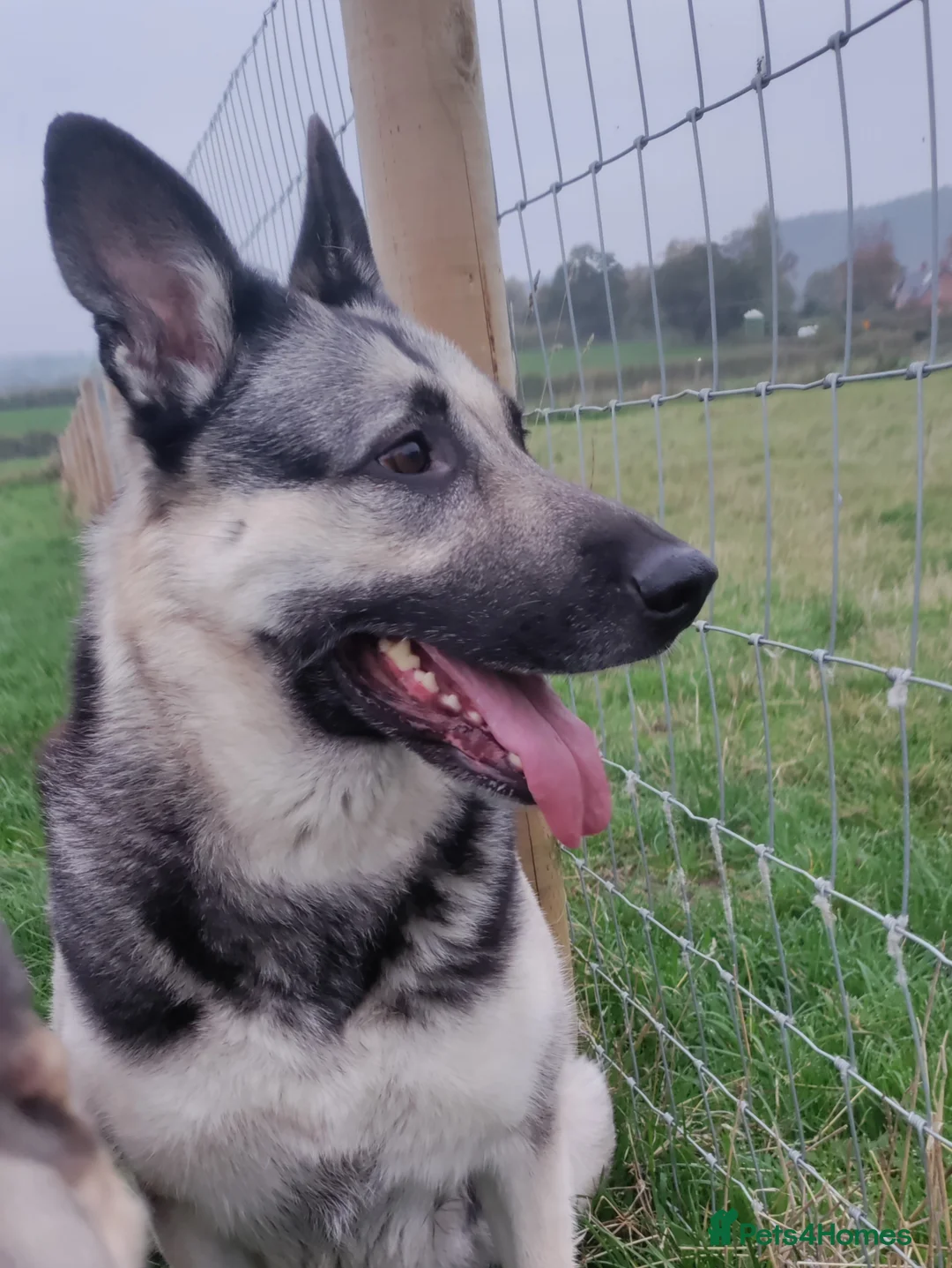 Mixed Breed dogs for sale: East European Shepherd  - Advert 1