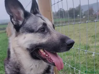 Mixed Breed dogs East European Shepherd - Advert 3