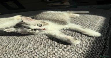 Scottish Fold cats - Advert 3
