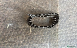 Corn Snake reptiles for sale: Baby corn snakes, snows, amel het palmetto, anery - Image 3