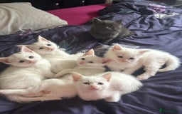 Siamese cats for sale: 5 Siamese and Turkish Angora kittens - Image 1