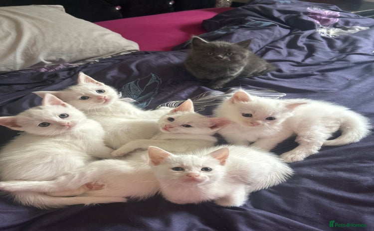 Siamese cats - Advert 1