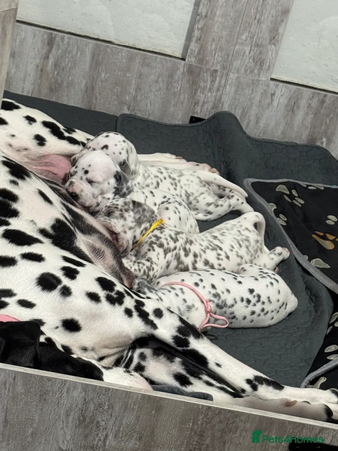 Dalmatian dogs for sale: 1 Boy Left!!! (KC Registered dalmatian pups)!!) - Advert 8