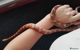Corn Snake reptiles for sale: Carolina Corn Snake + Enclosure - Image 2