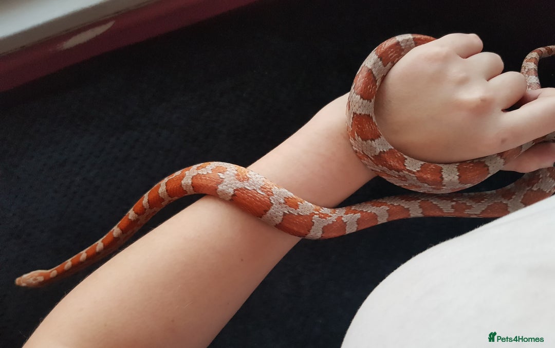 Corn Snake reptiles for sale: Carolina Corn Snake + Enclosure - Image 2