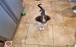 English Springer Spaniel dogs for sale: English springer spaniel puppies  - Image 34
