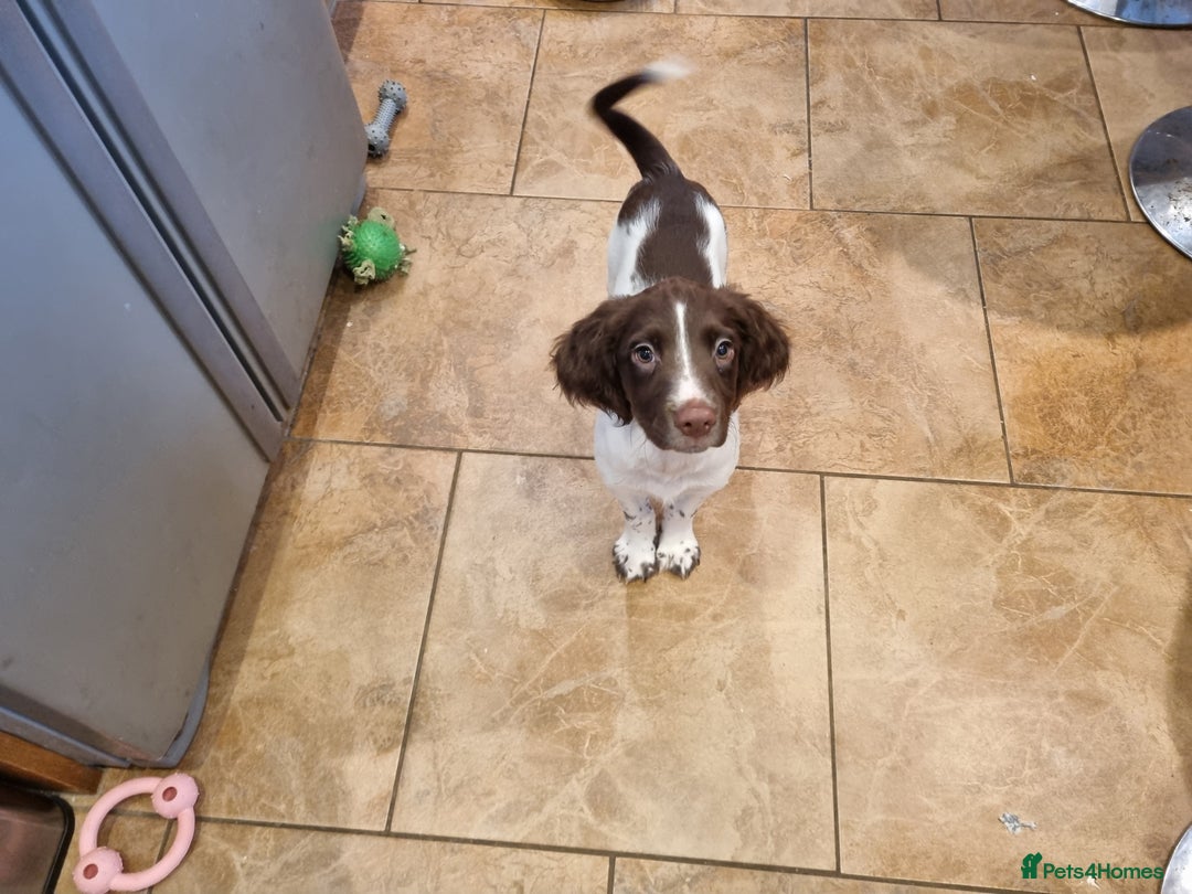 English Springer Spaniel dogs for sale: English springer spaniel puppies  - Image 34