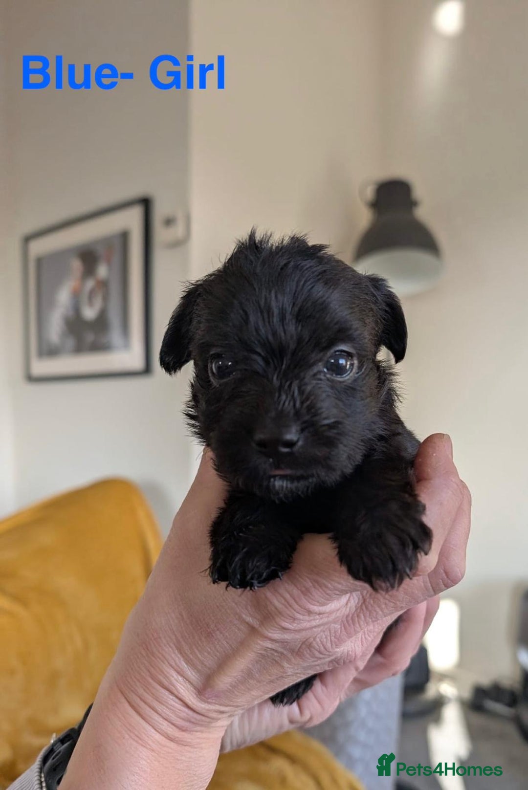 Mixed Breed dogs for sale: Beautiful Border terrier/Patterdale terrier pups - Advert 10