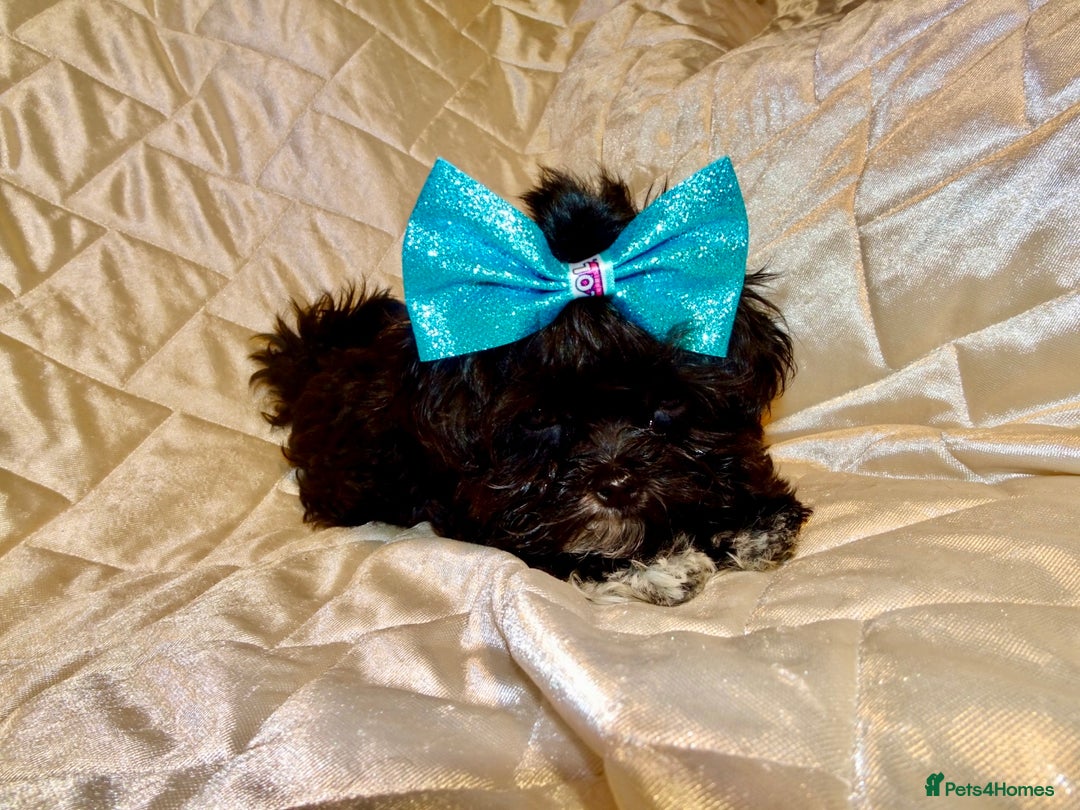 Maltipoo dogs for sale: **Micro Tiny F1 Maltese x Toy Poodle Maltipoo Pup* - Advert 7