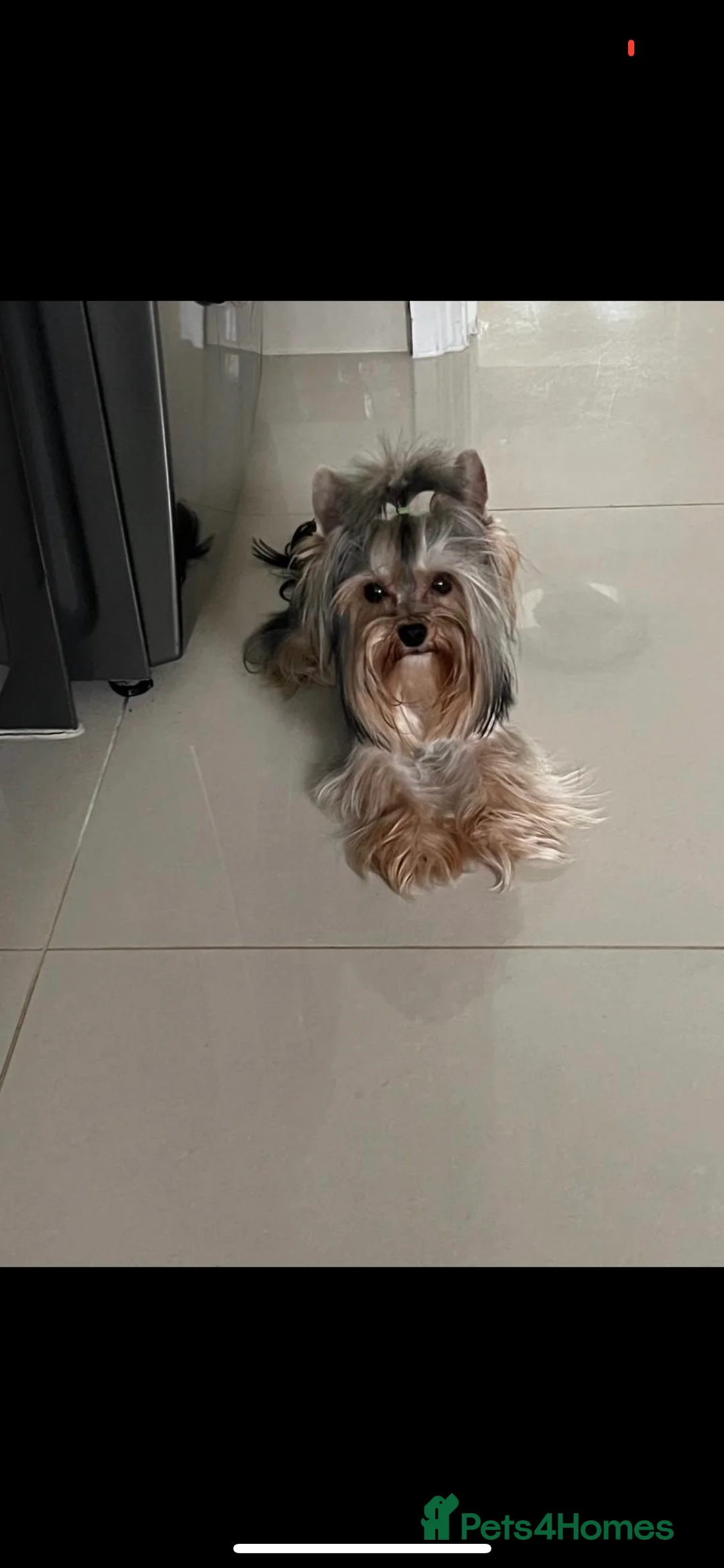 Yorkshire Terrier dogs for stud: The small stud dog 2kg in Romford - Advert 11