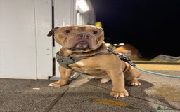 Old Tyme Bulldog dogs for sale: 2 year old old tyme Bruno  - Image 4