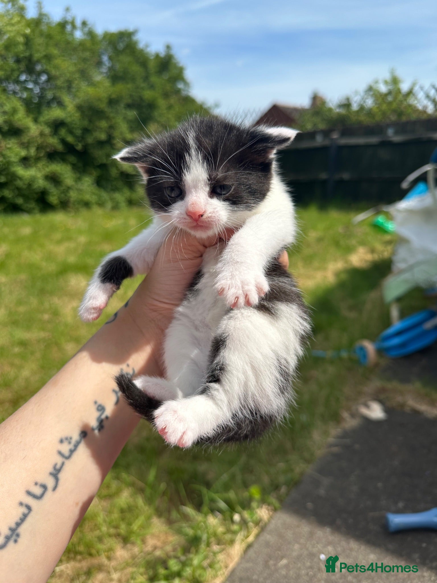 Mixed Breed cats Kitten - Advert 1