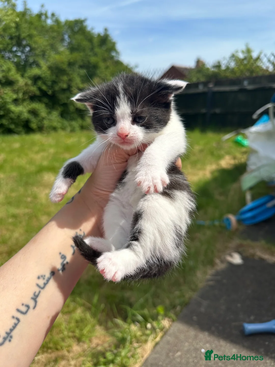 Mixed Breed cats for sale: Kitten - Advert 1