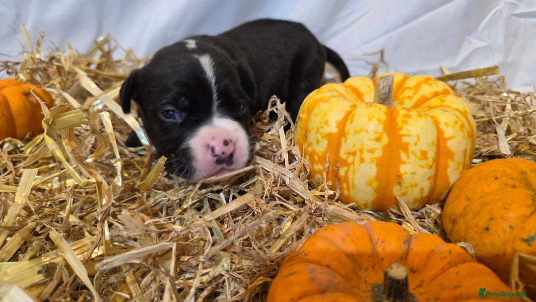 Mixed Breed dogs for sale: 12 beautiful puppies - Image 16