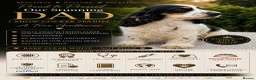 Cocker Spaniel dogs for sale: Stunning unique show cockers  - Advert 3