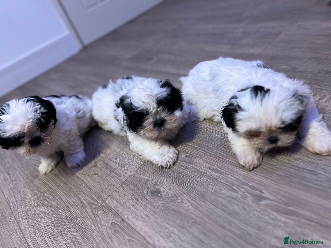 Shih Tzu dogs for sale: 2 lovely boys and 1 girl - Image 7