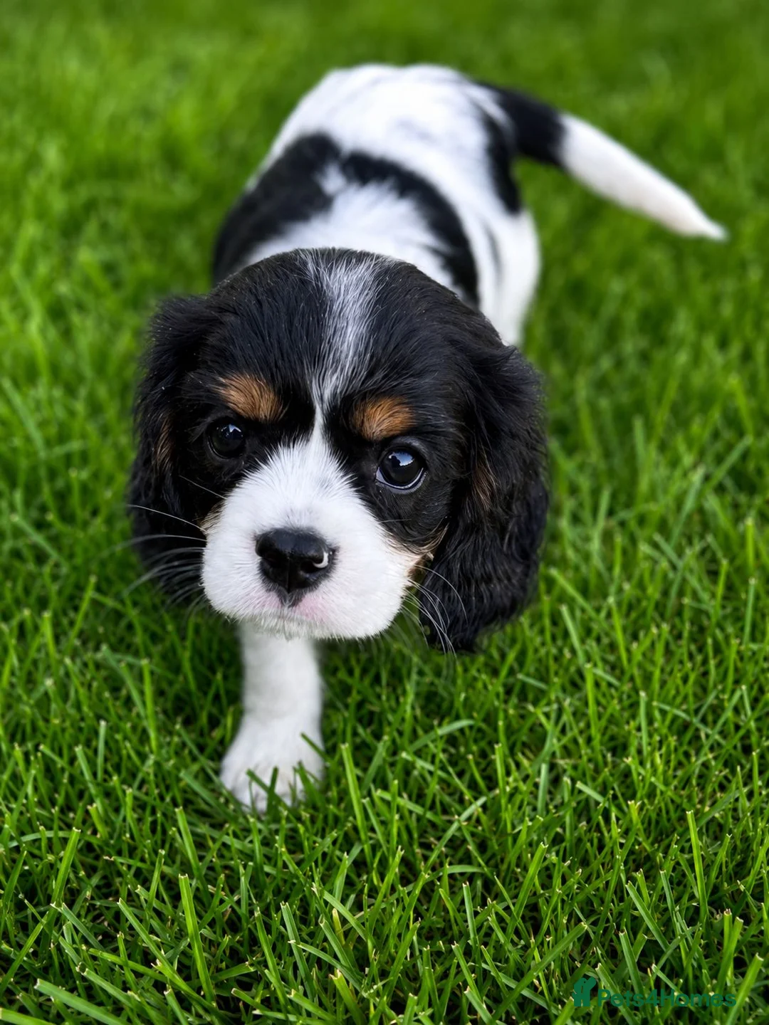 Cavalier King Charles Spaniel dogs for sale: DNA Tested Cavalier King Charles Puppies READY NOW - Advert 1