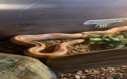 Corn Snake reptiles for sale: Jedwood the corn snake - Image 4