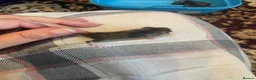Mouse rodents for sale: Baby Mice  in Winsford - Advert 5