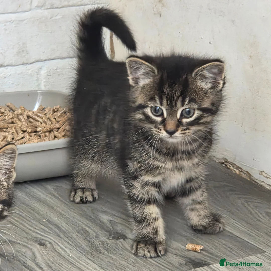 Mixed Breed cats for sale: 5 beautiful kittens ready now in Romford - Advert 2