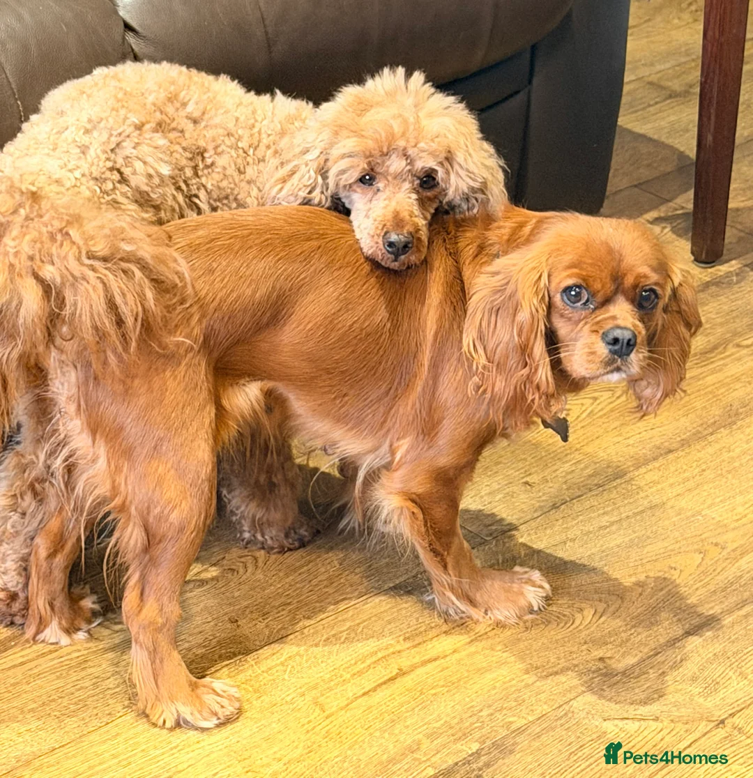 Toy Poodle dogs for sale: KC Reg, H/T Proven Red Toy Poodle - Advert 8