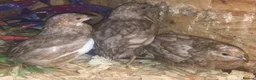 Quail poultry for sale: QUAILS/CHINESE PAINTED BUTTONS ! - Advert 22