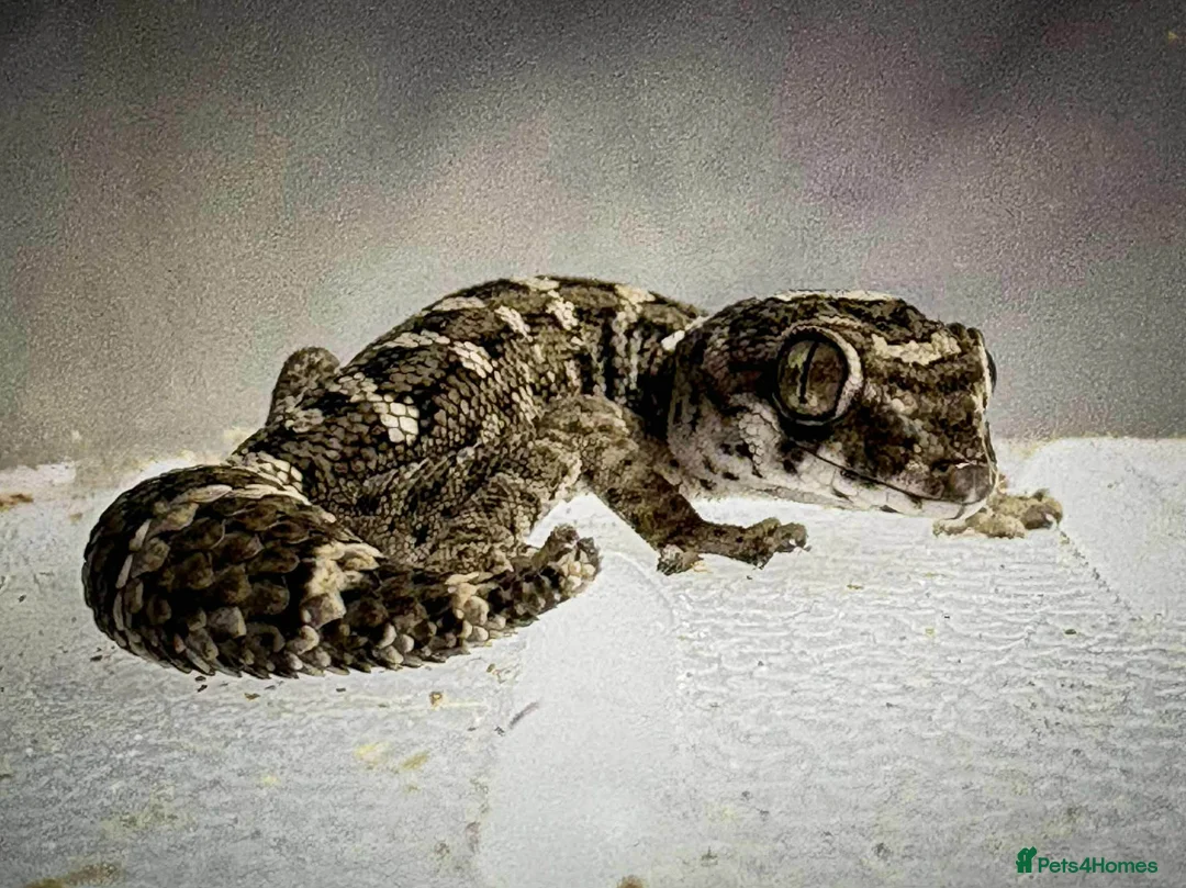 Gecko reptiles for sale: Cb25 & 26 Viper Geckos - Advert 1