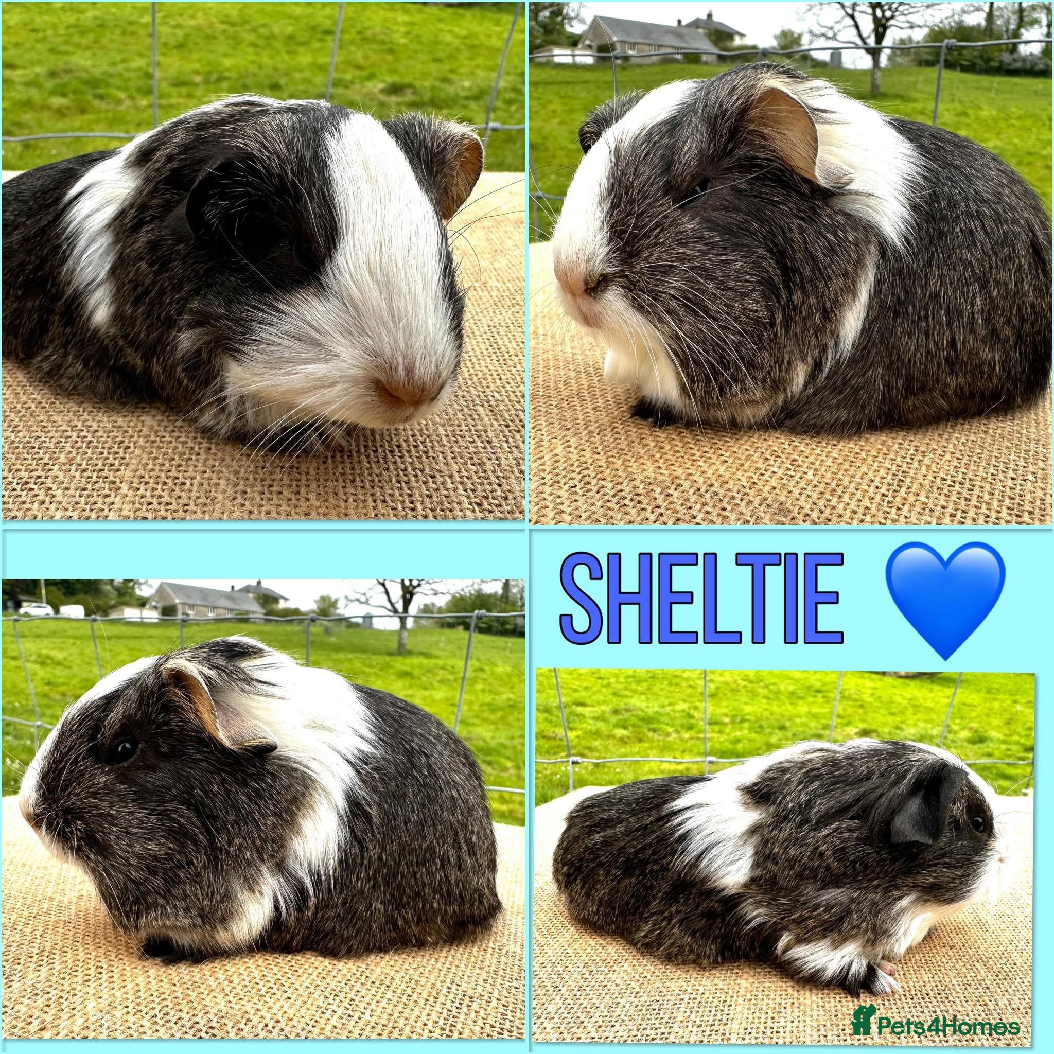 Guinea Pig rodents Sheltie Pair - Brothers  - Advert 2