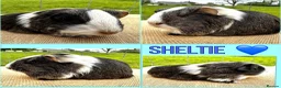 Guinea Pig rodents for sale: Sheltie Pair - Brothers  - Advert 2