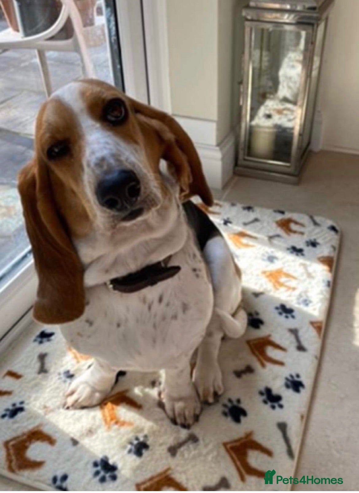 Basset Hound dogs Basset Hound Puppies - Advert 1