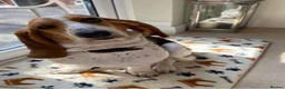 Basset Hound dogs for sale: Basset Hound Puppies - Advert 11
