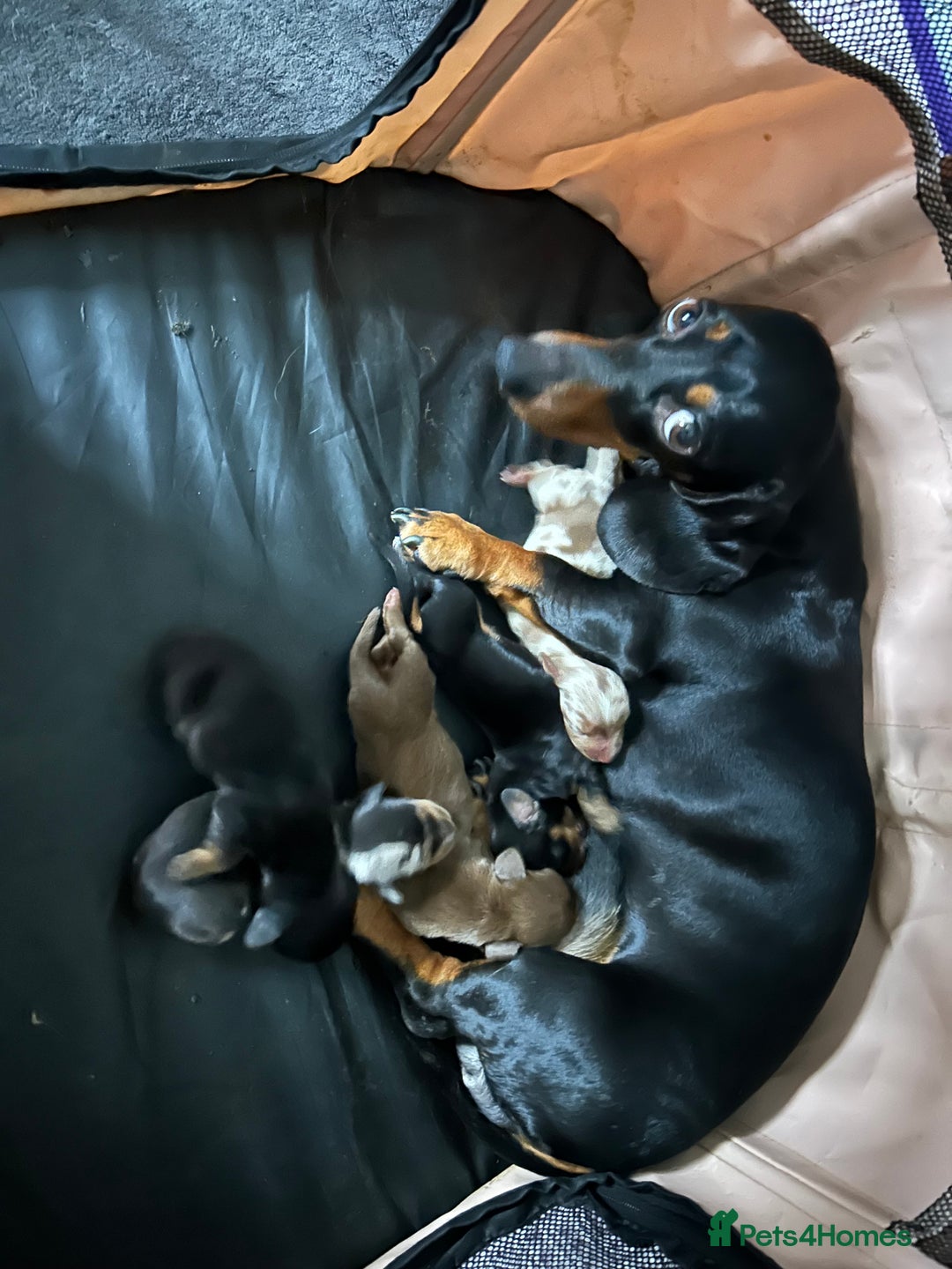 Miniature Dachshund dogs for sale: Stunning Miniature Dachshund Boys 💙 - Advert 2