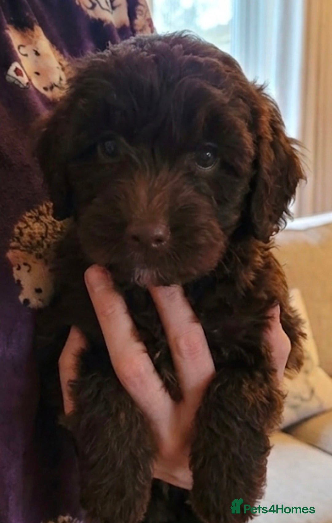 Shihpoo dogs for sale: Shihtzu x poodle  - Advert 10