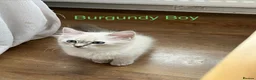 Siberian cats for sale: Amazing Siberian Neva Masquerade/Ragdoll kittens  - Advert 22