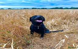 Labrador Retriever dogs for sale: 7yo Male Labrador KC Registered - Image 9