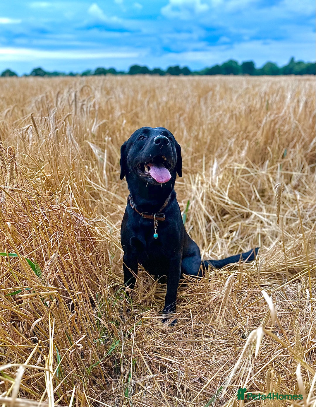 Labrador Retriever dogs for sale: 7yo Male Labrador KC Registered - Image 9