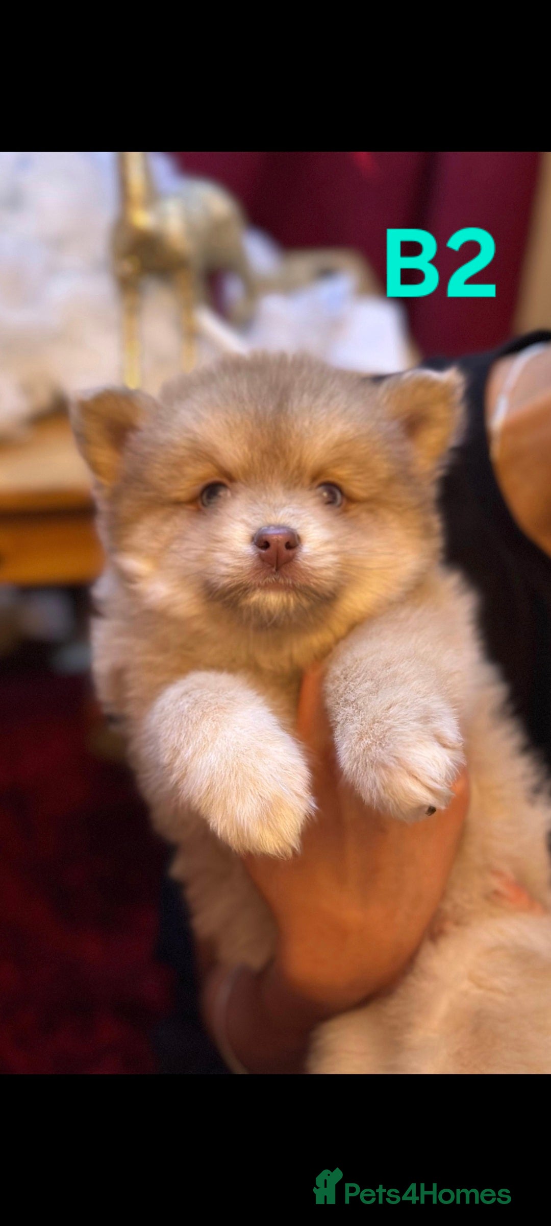 Pomsky dogs for sale: Blue Eyed F4 Toy Pomskies - Advert 30