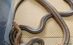 Rat Snake reptiles for sale: Mexican baird rat snakes  - Image 4