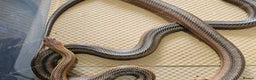 Rat Snake reptiles for sale: Mexican baird rat snakes  - Advert 4