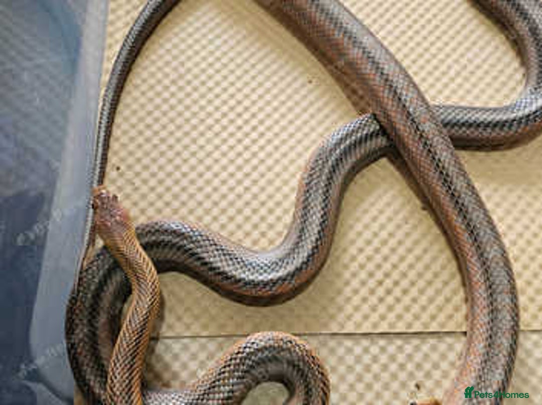 Rat Snake reptiles for sale: Mexican baird rat snakes  - Image 4