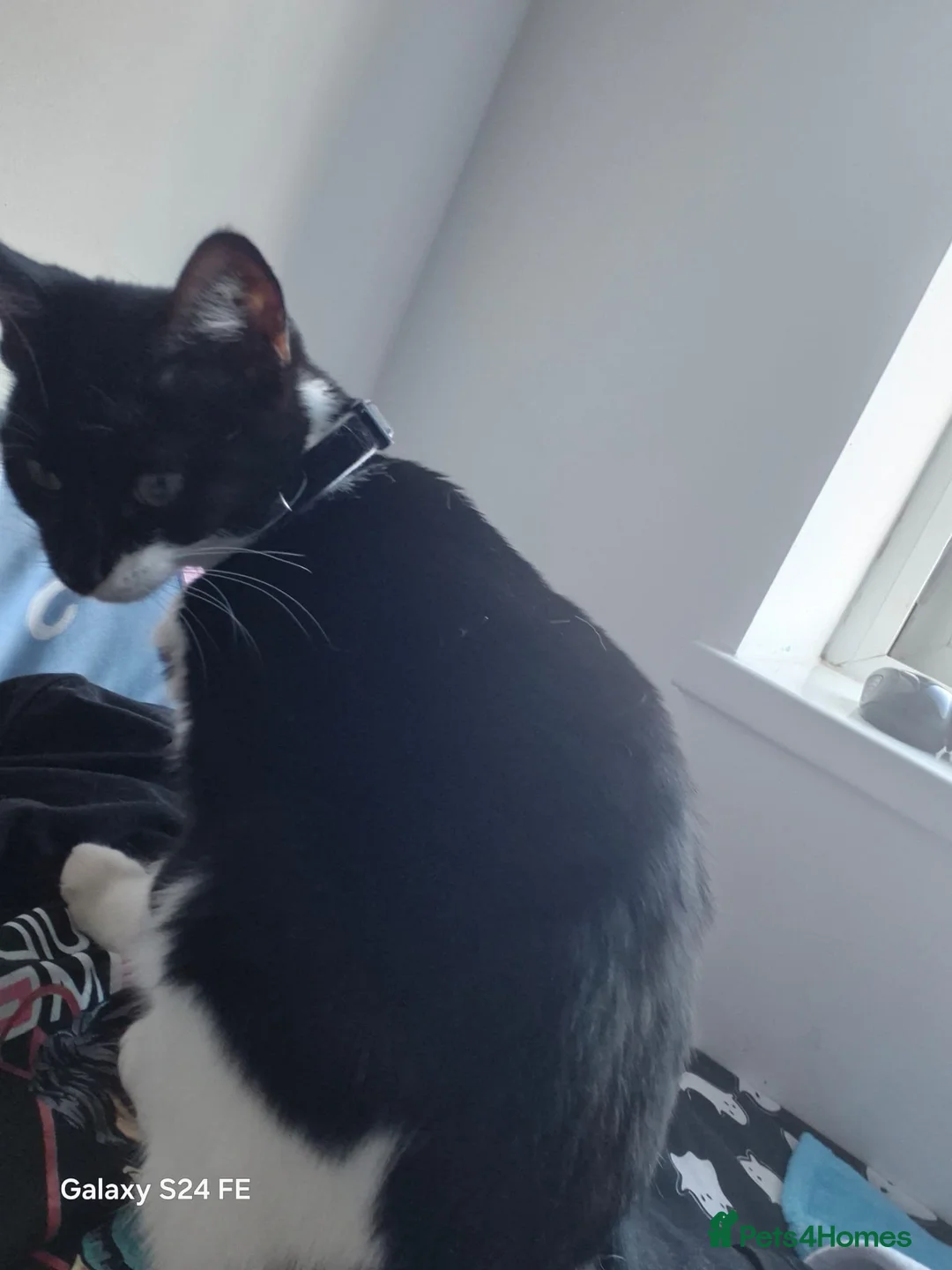 Mixed Breed cats for sale: Kittens  in Elland - Advert 2