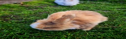 Mini Lion Lop rabbits for sale: Four Mini Lion Lops - Advert 2