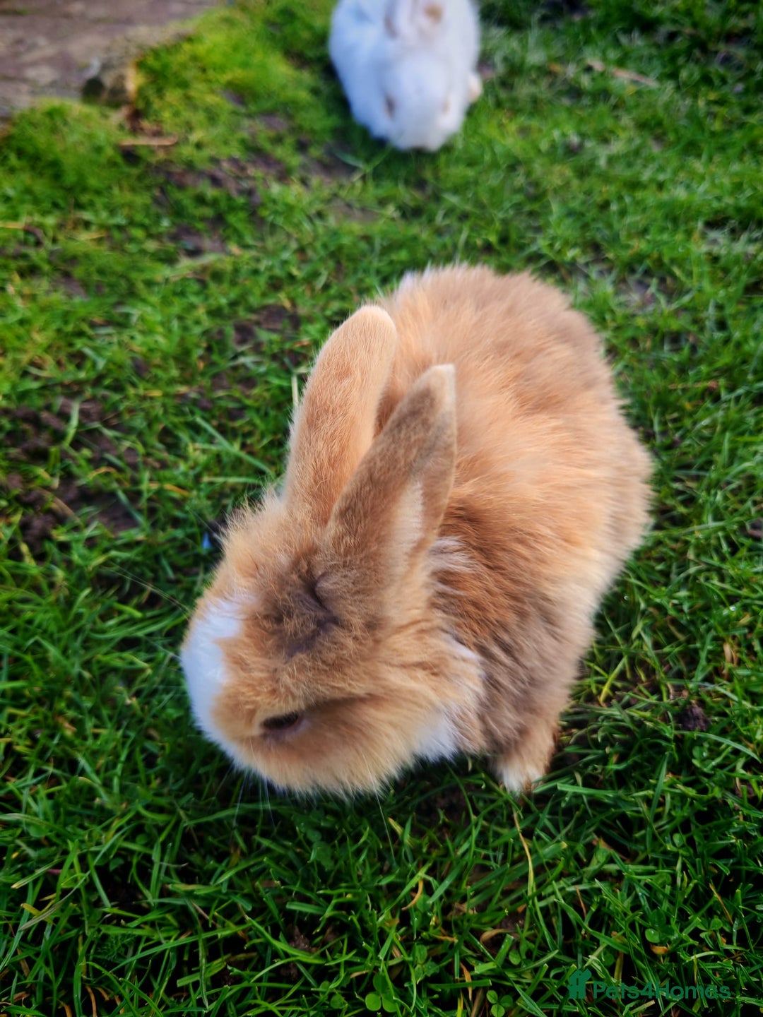 Mini Lion Lop rabbits for sale: Four Mini Lion Lops - Advert 2