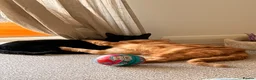 Mixed Breed cats for sale: Lovely black and ginger cat   - Advert 6