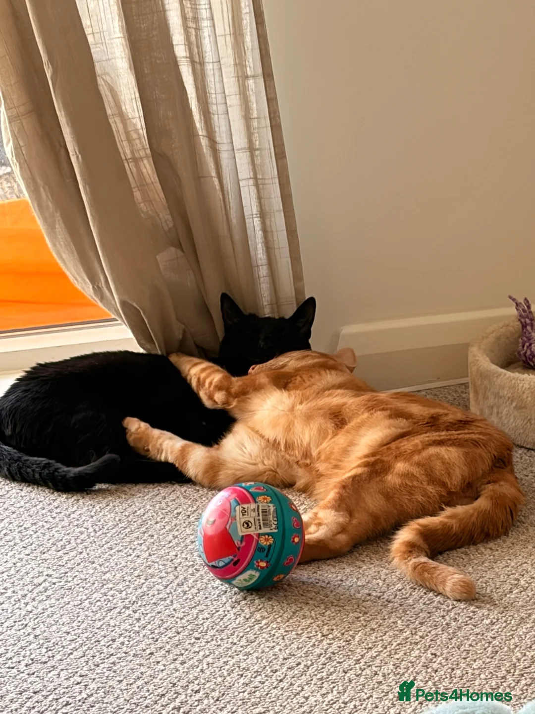 Mixed Breed cats for sale: Lovely black and ginger cat   - Advert 6