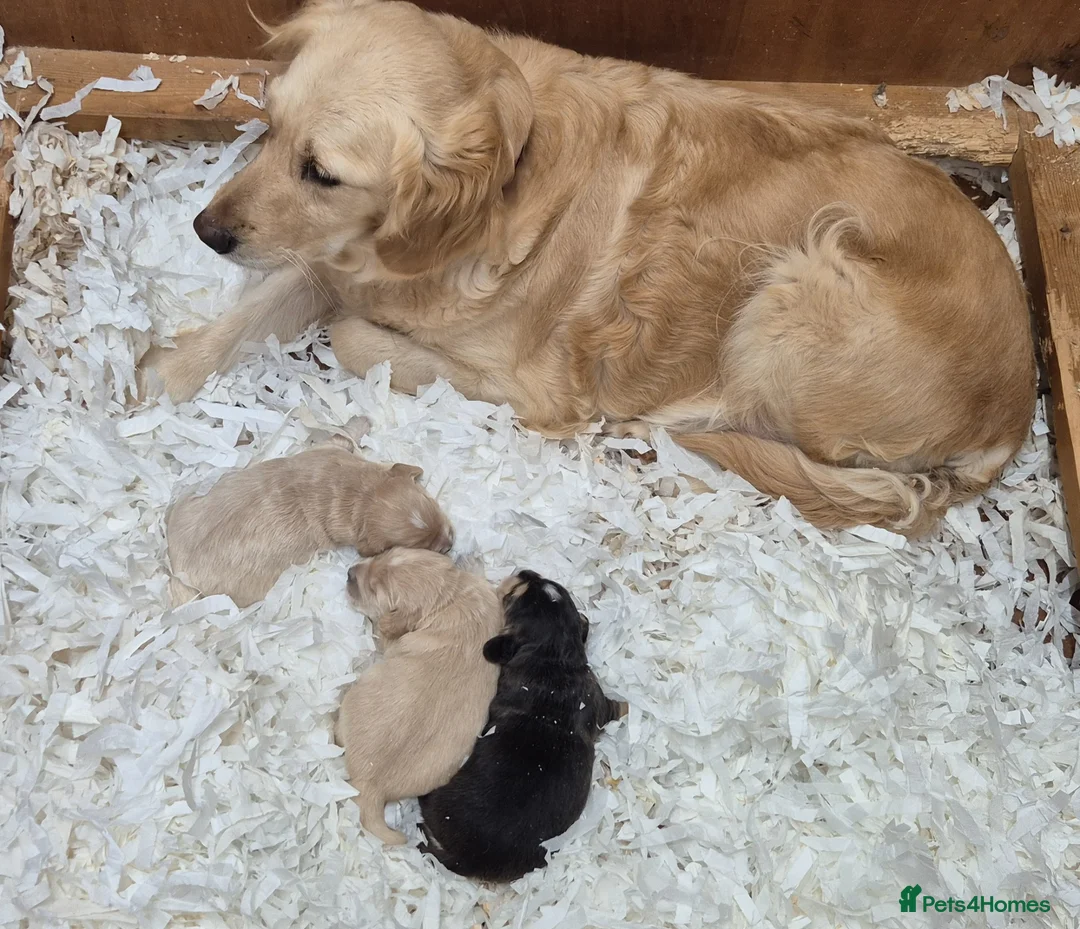 Mixed Breed dogs for sale: Dakota Sport Retrievers - Advert 5
