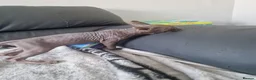 Sphynx cats for sale: Canadian Sphynx Kittens Looking for Loving Homes  - Advert 27