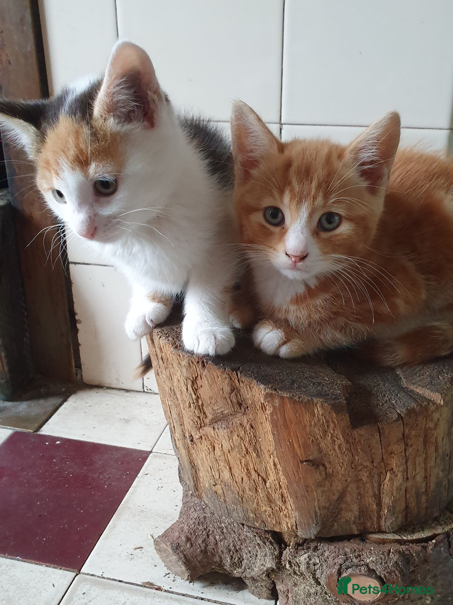 Mixed Breed cats Fun Fun Fun - Advert 1