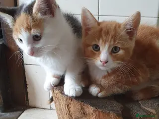 Mixed Breed cats Fun Fun Fun - Advert 1