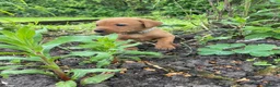 Labrador Retriever dogs for sale: Dark Fox Red Labrador 1 MALE LEFT🏡 KC Registered - Advert 2